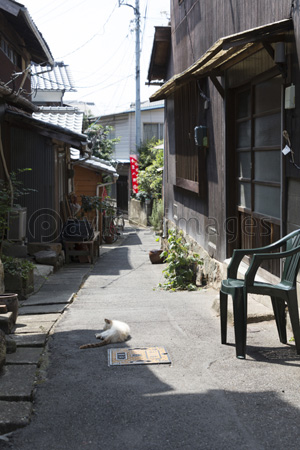 路地裏で寝る猫 商用利用可能な写真素材 イラスト素材ならストックフォトの定額制ペイレスイメージズ