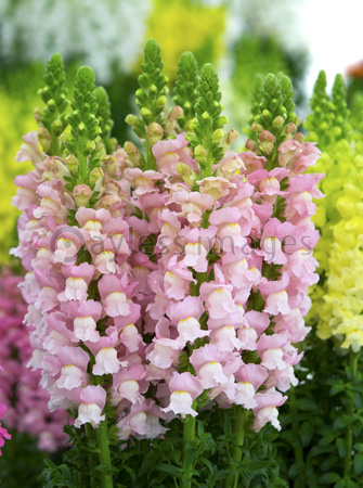 最高の動物画像 ベスト50 イラスト 金魚草