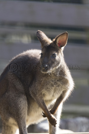 ベネットワラビー 商用利用可能な写真素材 イラスト素材ならストックフォトの定額制ペイレスイメージズ