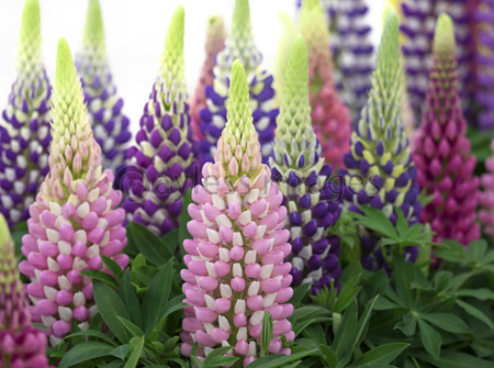 ルピナスの花 商用利用可能な写真素材 イラスト素材ならストックフォトの定額制ペイレスイメージズ