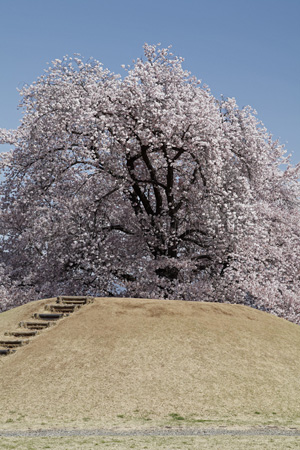 八代町ふるさと公園 甲州蚕影桜 笛吹市 商用利用可能な写真素材 イラスト素材ならストックフォトの定額制ペイレスイメージズ