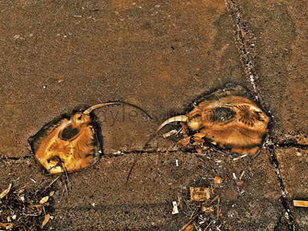 エイの死骸 - 商用利用可能な写真素材・イラスト素材ならストックフォトの定額制ペイレスイメージズ