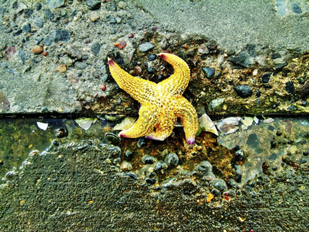 ヒトデの死骸 - 商用利用可能な写真素材・イラスト素材ならストックフォトの定額制ペイレスイメージズ