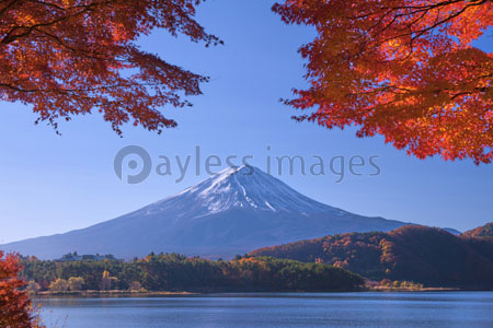 河口湖の紅葉と富士山 ストックフォトの定額制ペイレスイメージズ