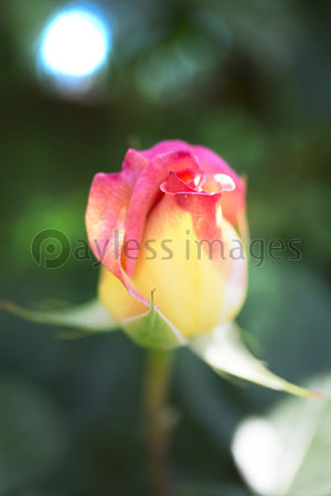 ピンクのバラのつぼみ 商用利用可能な写真素材 イラスト素材ならストックフォトの定額制ペイレスイメージズ