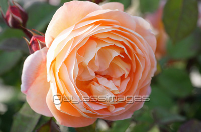 アプリコット色の薔薇 商用利用可能な写真素材 イラスト素材ならストックフォトの定額制ペイレスイメージズ