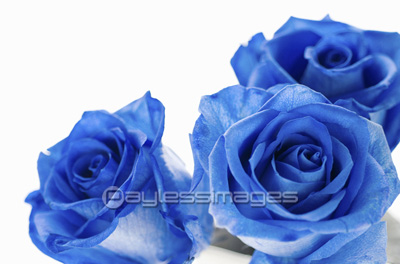 青いバラのブーケの写真 イラスト素材 Gf0640078379 ペイレスイメージズ