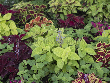 花壇のコリウス 商用利用可能な写真素材 イラスト素材ならストックフォトの定額制ペイレスイメージズ