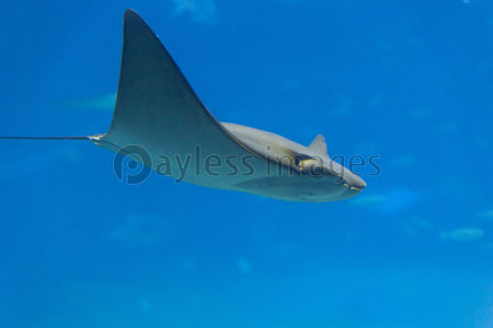 ウシバナトビエイ 商用利用可能な写真素材 イラスト素材ならストックフォトの定額制ペイレスイメージズ