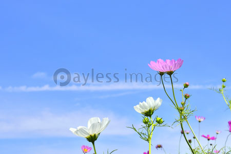 秋の空とコスモスの花 商用利用可能な写真素材 イラスト素材ならストックフォトの定額制ペイレスイメージズ