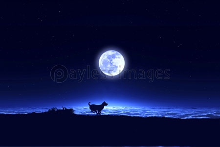 富士山の夜明けと犬のシルエット ストックフォトの定額制ペイレスイメージズ