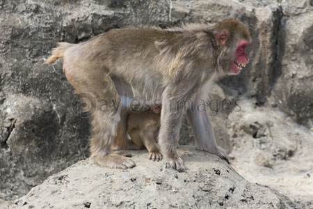 天王寺動物園のチンパンジー 商用利用可能な写真素材 イラスト素材ならストックフォトの定額制ペイレスイメージズ