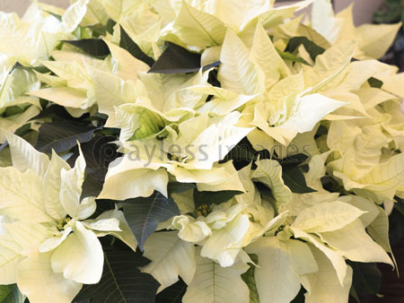 プリンセチア 商用利用可能な写真素材 イラスト素材ならストックフォトの定額制ペイレスイメージズ