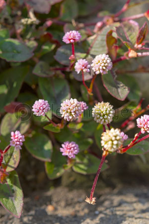 道端に咲く小さな花 商用利用可能な写真素材 イラスト素材ならストックフォトの定額制ペイレスイメージズ