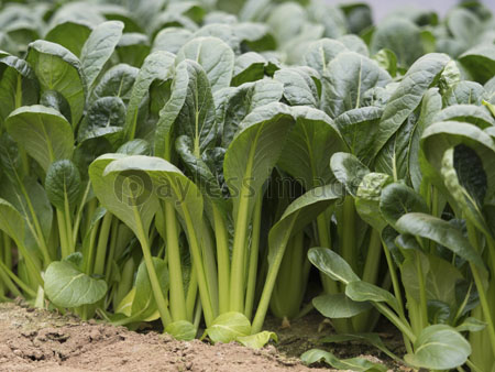 小松菜畑の写真 イラスト素材 写真素材 ストックフォトの定額制ペイレスイメージズ
