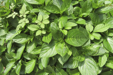 ベスト50 あじさい 葉っぱ イラスト 動物ゾーン