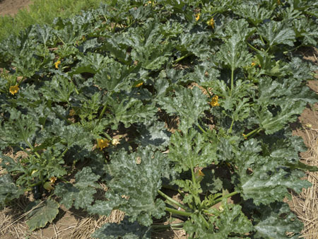 ズッキーニ畑 ストックフォトの定額制ペイレスイメージズ