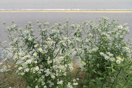 道端の雑草の花 商用利用可能な写真素材 イラスト素材ならストックフォトの定額制ペイレスイメージズ
