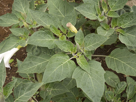 アメリカチョウセンアサガオ ストックフォトの定額制ペイレスイメージズ