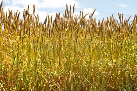 黄金色小麦 農林61号 ストックフォトの定額制ペイレスイメージズ