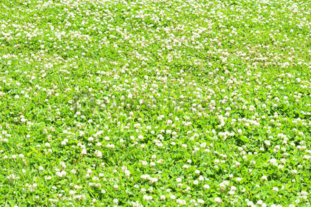 シロツメクサの咲く野原とたんぽぽ - 商用利用可能な写真素材