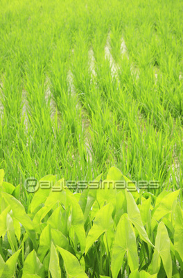 グワイと田んぼの写真 イラスト素材 Gf1940083655 ペイレスイメージズ