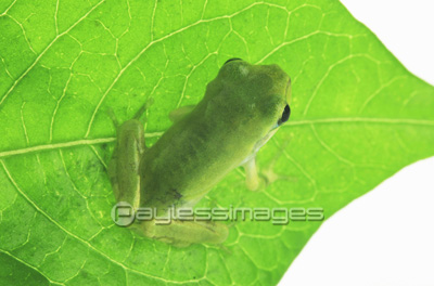 カエルと葉っぱ 商用利用可能な写真素材 イラスト素材ならストックフォトの定額制ペイレスイメージズ