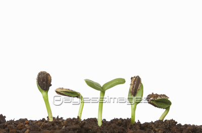 向日葵の発芽 商用利用可能な写真素材 イラスト素材ならストックフォトの定額制ペイレスイメージズ