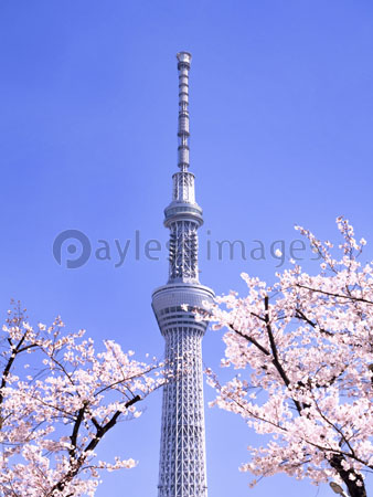 隅田公園 スカイツリーと桜並木の写真 イラスト素材 Gf ペイレスイメージズ
