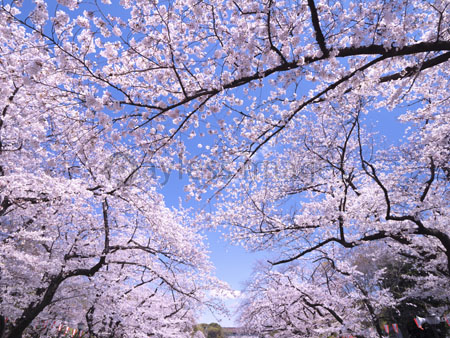 上野公園の桜並木 - 商用利用可能な写真素材・イラスト素材なら