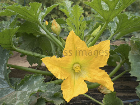 ズッキーニの花 商用利用可能な写真素材 イラスト素材ならストックフォトの定額制ペイレスイメージズ