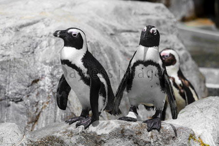 岩に立つケープペンギン ストックフォトの定額制ペイレスイメージズ