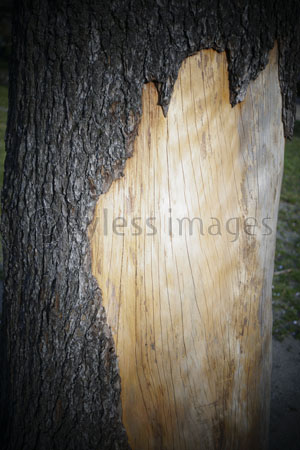 大木の樹皮 ストックフォトの定額制ペイレスイメージズ