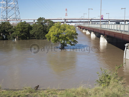 台風で増水した荒川 東京都足立区 商用利用可能な写真素材 イラスト素材ならストックフォトの定額制ペイレスイメージズ