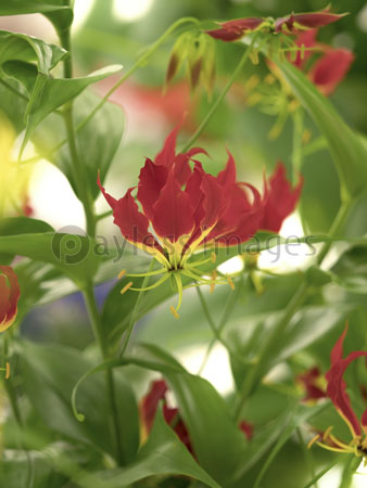 グロリオサ 商用利用可能な写真素材 イラスト素材ならストックフォトの定額制ペイレスイメージズ グロリオサ 商用利用可能な写真素材 イラスト素材ならストックフォトの定額制ペイレスイメージズ