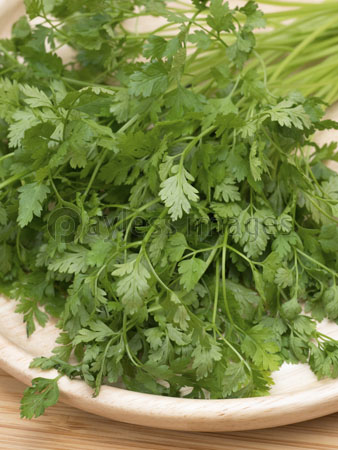 ハーブ チャービル 商用利用可能な写真素材 イラスト素材ならストックフォトの定額制ペイレスイメージズ