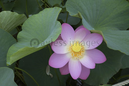 上から見みた大賀ハスの華 商用利用可能な写真素材 イラスト素材ならストックフォトの定額制ペイレスイメージズ