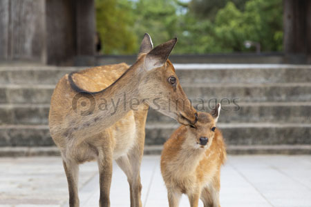 鹿の親子 - 商用利用可能な写真素材・イラスト素材ならストックフォト