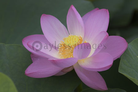 斜め上からみた大賀ハス 商用利用可能な写真素材 イラスト素材ならストックフォトの定額制ペイレスイメージズ