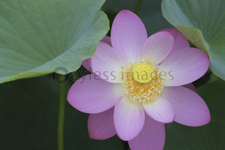 斜め上からみた大賀ハス 商用利用可能な写真素材 イラスト素材ならストックフォトの定額制ペイレスイメージズ