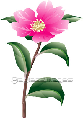 さざんか 商用利用可能な写真素材 イラスト素材ならストックフォトの定額制ペイレスイメージズ