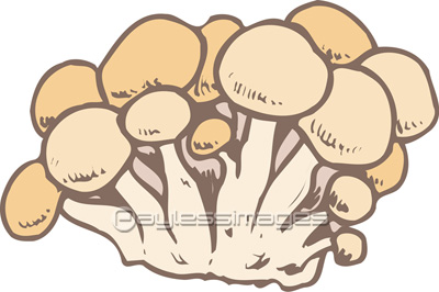 しめじ 商用利用可能な写真素材 イラスト素材ならストックフォトの定額制ペイレスイメージズ