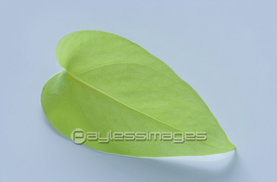 レモンライムの葉 商用利用可能な写真素材 イラスト素材ならストックフォトの定額制ペイレスイメージズ