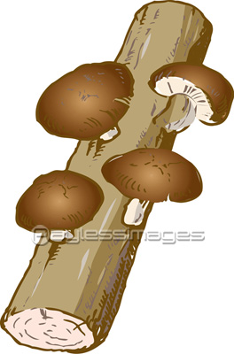 しいたけ栽培 ストックフォトの定額制ペイレスイメージズ