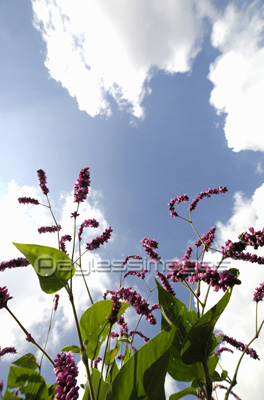 空と花 商用利用可能な写真素材 イラスト素材ならストックフォトの定額制ペイレスイメージズ