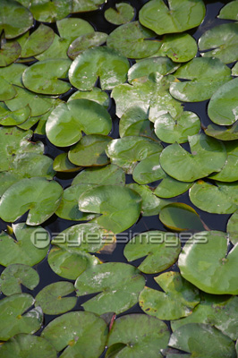 スイレンの葉 商用利用可能な写真素材 イラスト素材ならストックフォトの定額制ペイレスイメージズ