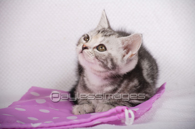 子猫 - 商用利用可能な写真素材・イラスト素材ならストックフォトの定額制ペイレスイメージズ