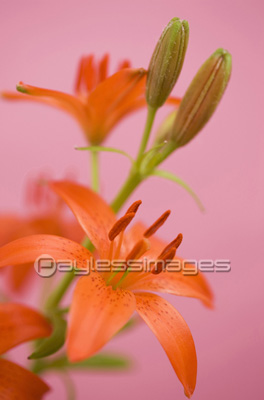 ヒメユリ 商用利用可能な写真素材 イラスト素材ならストックフォトの定額制ペイレスイメージズ