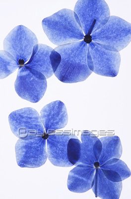 紫陽花の押し花 ストックフォトの定額制ペイレスイメージズ