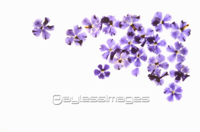 小花の押し花 青 商用利用可能な写真素材 イラスト素材ならストックフォトの定額制ペイレスイメージズ